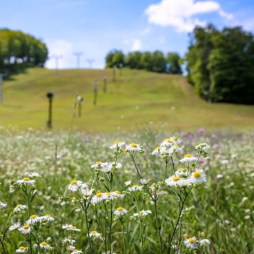 summer tripadvisor review boyne mountain resort