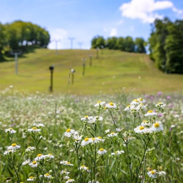 Daisies